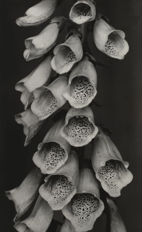 Albert Renger Patzsch, John Heartfield, Digitalis Purpurea, Imogen Cunningham, New Objectivity, Karl Blossfeldt, Getty Museum, History Of Photography, Gelatin Silver Print