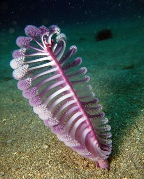 Sea pen. Pluma de mar Clase : Anthozoa Orden: pennatulacea Sea Pen, Creature Marine, Fauna Marina, Sea Fan, Beneath The Sea, Deep Sea Creatures, Beautiful Sea Creatures, Sea Slug, Water Animals