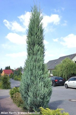 Juniperus scopulorum 'BLUE ARROW' - Havlis.cz Blue Arrow Juniper, Rocky Mountain Juniper, Colorado Garden, Campus Landscape, Blue Arrow, Garden Inspo, Mill Creek, Shade Trees, Evergreen Trees