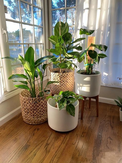 نباتات منزلية, Living Room Plants, Plant Decor Indoor, House Plants Decor, Plants Decor, Apartment Decor Inspiration, House Plants Indoor, Plant Mom, Dream House Decor