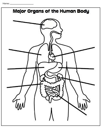 Label Major Organs Human Body Diagram, Human Body Printables, Human Body Worksheets, Anatomy Organs, Free Human Body, Anatomy Coloring Book, Human Body Organs, Human Body Unit, Body Diagram