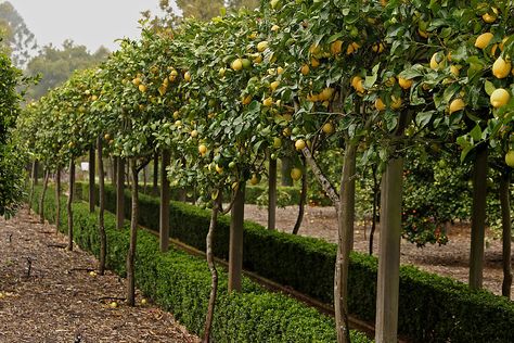 Eureka Lemon Tree, Espalier Fruit Trees, Fruit Tree Garden, Orchard Garden, Citrus Garden, Lemon Trees, Citrus Trees, Mediterranean Garden, Fruit Garden