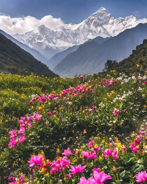 Valley Of Flowers India, Valley Of Flowers Uttarakhand, Nanda Devi, Flower Valley, Flower Species, Enchanting Places, Mountains Flowers, Mountains Aesthetic, Mountain Landscape Photography