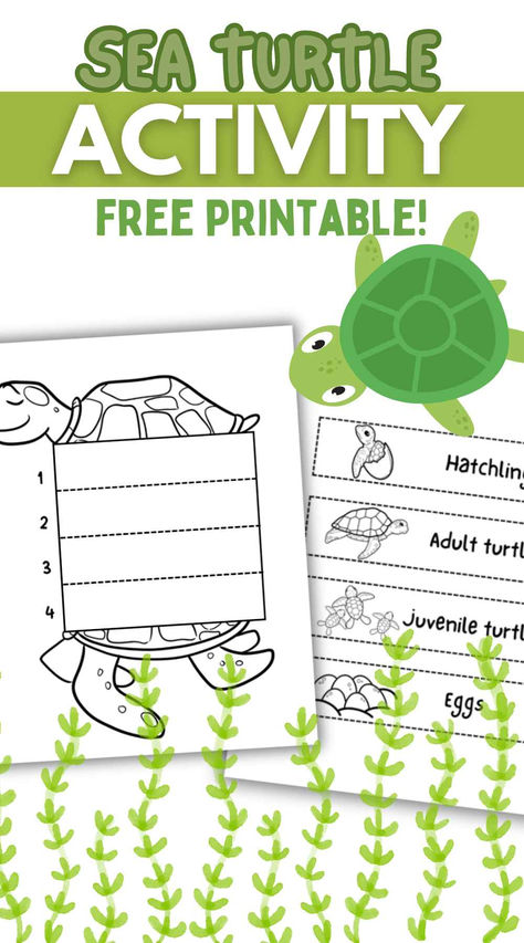 Explore the fascinating sea turtle life cycle with this engaging and educational activity for kids! Sea Turtle Life Cycle Craft, Sea Turtle Life Cycle, Turtle Life Cycle, Turtle Activities, Life Cycle Activities, Water Unit, Life Cycle Craft, Life Cycles Activities, Elementary Lessons