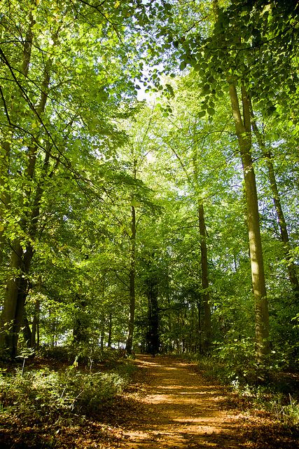 Oxford Uk, Woodland Walk, University Of Oxford, Dappled Light, Forest Path, The Bachelor, Walk In The Woods, Forest Landscape, Nature Trail