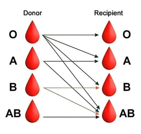 Leg Muscles Diagram, Blood Type Chart, Donate Blood, Blood Groups, Blood Donor, Phlebotomy, Blood Donation, Nursing Study, Blood Type