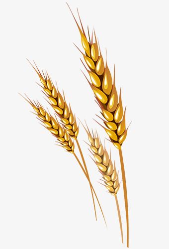 Wheat Drawing, Wheat Tattoo, Wheat Vector, Mouth Cartoon, Model Tattoo, Idee Cricut, Photo Clipart, 자수 디자인, Vector Png