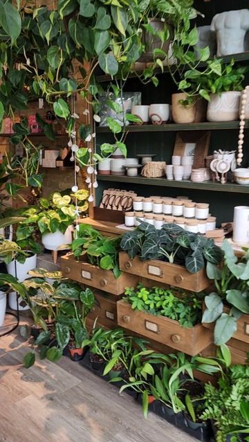 Retail Houseplant Displays, Plant Shop Aesthetic Vintage, Plant Shop Decor, House Plant Shop, Plant Store Display, Plant Shop Interior, Plant Store Ideas, Plant Nursery Ideas, Plant Store Aesthetic