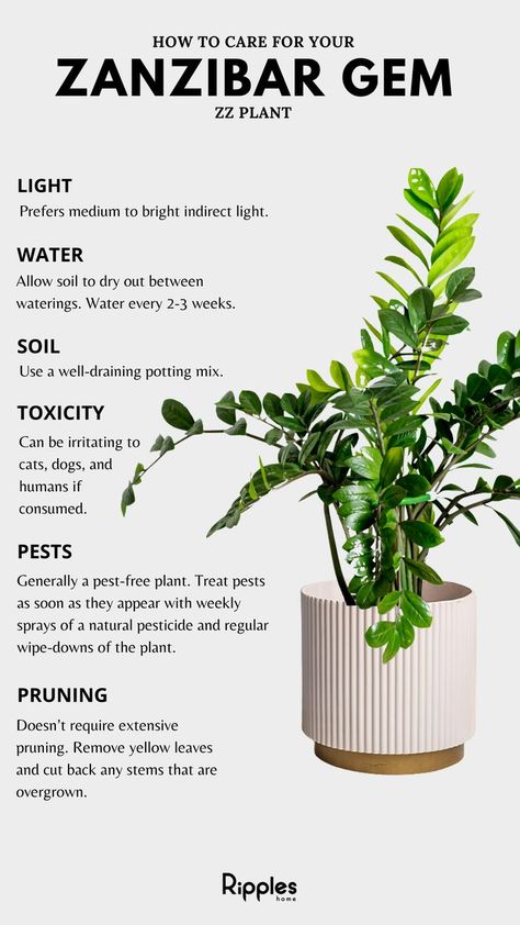 Zz Plant Care, Zz Plants, Plants Tips, Plant Care Guide, Tanaman Indoor, Natural Pesticides, Plant Care Houseplant, Zz Plant, Gardening Plants