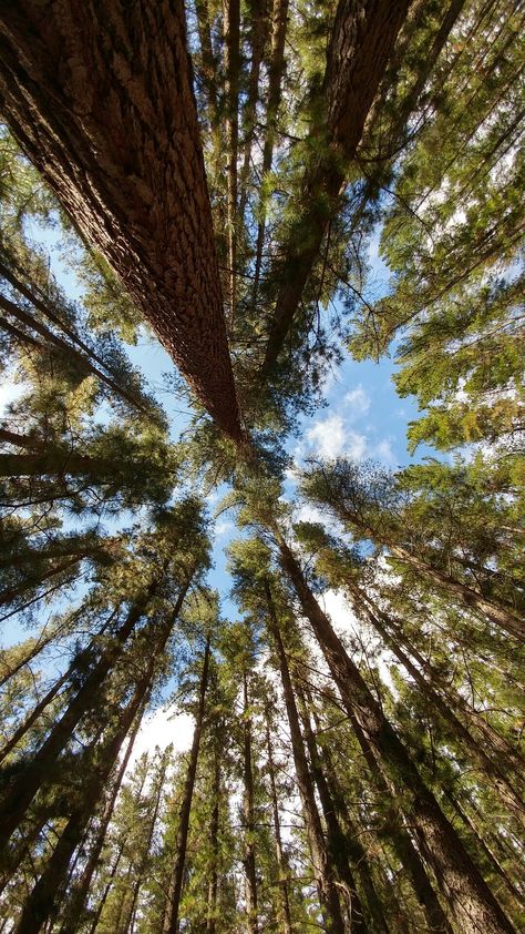 Old Pine Forest Pine Tree Phone Wallpaper, Vagamon Pine Forest, Pine Forest Ooty, Old Forest Aesthetic, Forest Trees Aesthetic, Forest Asthetics Photos, Pine Aesthetics, Vagamon Photography, Pine Tree Photography