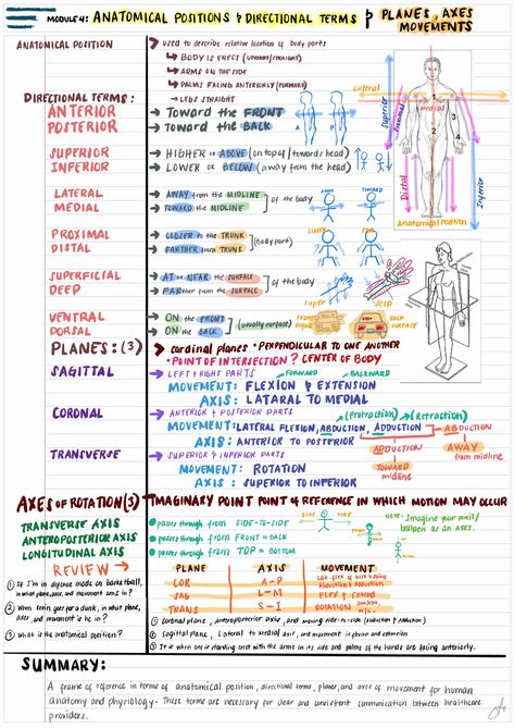 Anatomy and Physiology Notes Medical Science Notes, Cornell Notes Anatomy And Physiology, Anatomy Terminology Notes, Mediastinum Anatomy Notes, Human Anatomy And Physiology Chapter 1 Notes, Anatomy 1 Notes, Anatomy Presentation Ideas, Anatomy And Physiology Binder Cover Printable, Anatomical Terminology Notes