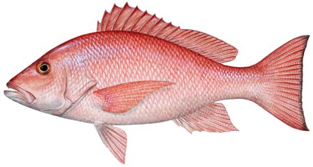 Snapper Fish, Salt Water Fishing, Salt Water Fish, Red Snapper, Fish Drawings, Small Fish, Deep Sea Fishing, Going Fishing, Red Fish