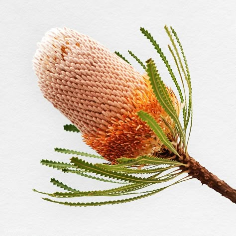 Hooker's banksia isolated on white background | premium image by rawpixel.com / Teddy Rawpixel Australian Botanicals, Banksia Flower, Australian Photography, Flower Rainbow, Australian Native Garden, Australian Wildflowers, Australian Flowers, Australian Natives, Australian Native Flowers