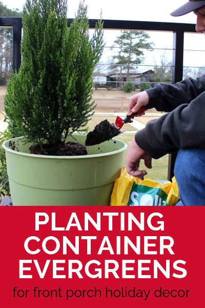 Learn the best evergreen plants for spicing up your holiday decor and how to protect them from the cold. Container Evergreens, Planter Front Door, Evergreen Potted Plants, Evergreen Planters, Winter Gem Boxwood, Evergreen Container, Winter Planting, Front Porch Plants, Outdoor Urns