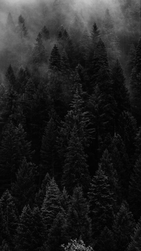 Wallpaper Forest, Dark Naturalism, Dark Forest Aesthetic, Dark Black Wallpaper, Dark Background Wallpaper, Nature Iphone Wallpaper, Best Nature Wallpapers, Gothic Wallpaper, Abstract Iphone Wallpaper