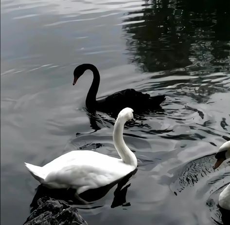 Flipagram Instagram, White Swan, Black And White Aesthetic, Swan Lake, Black Swan, Nature Aesthetic, Swans, White Aesthetic, الرسومات اللطيفة