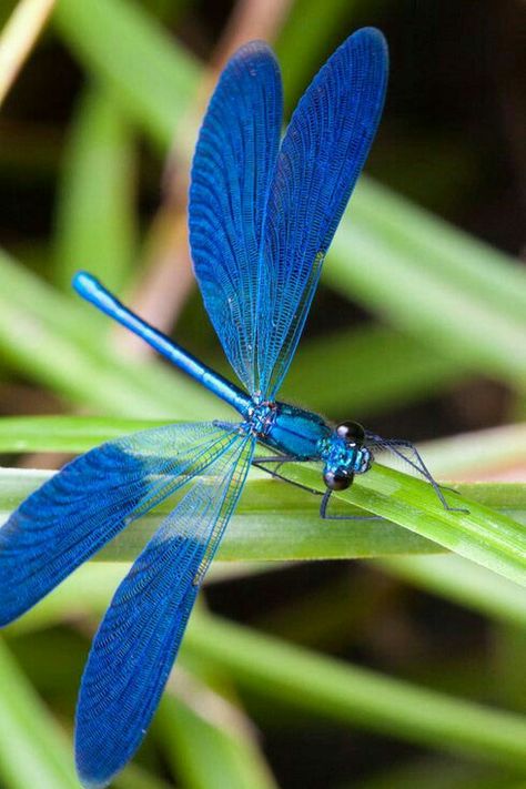 Dragonfly Photography Amazing Pictures, Pictures Of Dragonflies, Dragonfly Species, Dragonflies Artwork, Real Dragonfly, Types Of Dragonflies, Dragonfly Pictures, Dragonfly Artwork, Dragonfly Images