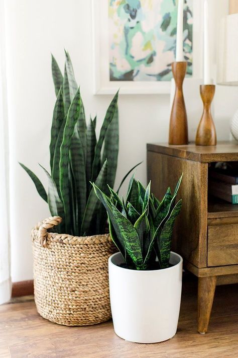 Pinterest House, Mid Century Modern Planter, Interior Design Blogs, نباتات منزلية, Decor Studio, Low Light Plants, Houseplants Indoor, Retro Mid Century Modern, Modern Planters