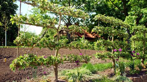 How to Espalier Fruit Trees and Climbing Plants in 6 Easy Steps Pear Tree Espalier, Espellier Fruit Tree, How To Espalier Fruit Trees, Apple Tree Espalier, Step Over Fruit Trees, Fruit Trees Backyard Design, Fruit Trees Garden Design, Fruit Trees Backyard, Espalier Fruit Trees