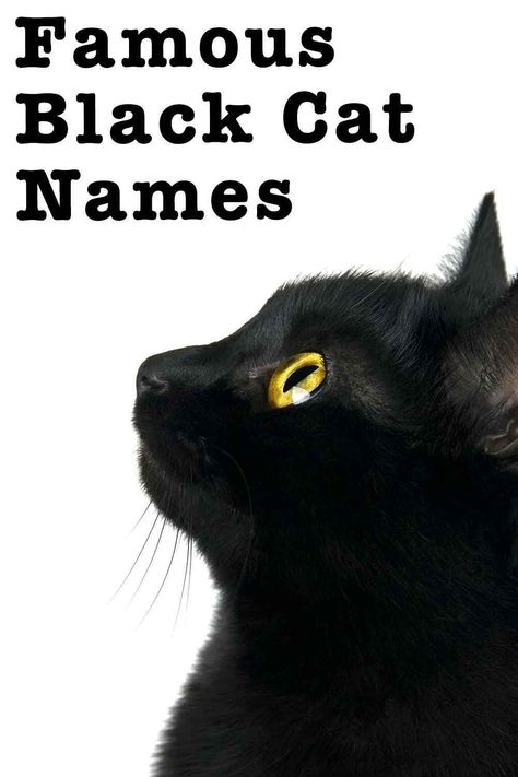 Male Black Cat Names, Business Cat Meme, Black Cat Names, Girl Cat Names, Cat Questions, Black Cat Breeds, Unique Cat Names, Vampire Cat, Kitten Names