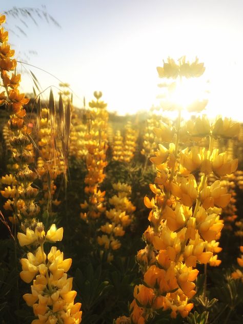 Yellow Wildflowers Aesthetic, Tropical Yellow Aesthetic, Cozy Yellow Aesthetic, Yellow Medieval Aesthetic, Yellow Aesthetic Landscape, Yellow Flower Widget, Yellow Fairy Aesthetic, Honey Yellow Aesthetic, Yellow Spring Aesthetic