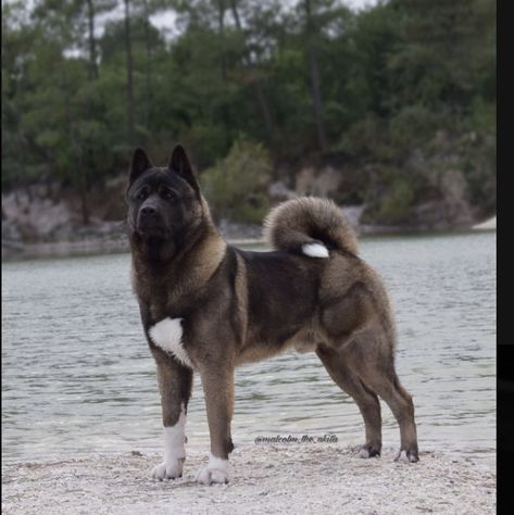 Holsteiner, American Akita Dog, Big Dogs Breeds, Biggest Dog In The World, Biggest Dog, Wire Crate, Kennel Cover, Dog Crate Cover, Japanese Akita