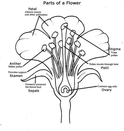 Google Image Result for http://www.learner.org/jnorth/images/graphics/t/flower_parts.gif Diagram Of A Flower, Investigatory Project, Flower Anatomy, Plants Unit, Plant Study, 4th Grade Science, 6th Grade Science, Parts Of A Flower, Plant Science