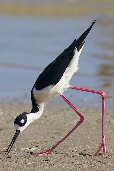 Avocet Bird, Shore Bird Art, Birds Funny, Wild Birds Photography, Aquatic Birds, Birds Photography, First Prize, Shorebirds, Funny Birds