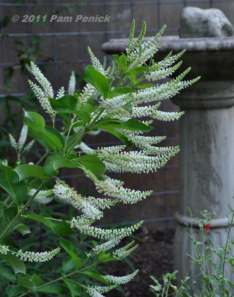 Plant This: Sweet almond verbena - Digging Almond Verbena, Garden Front Of House, Backyard Flowers, Fragrant Plant, Attracting Bees, Garden Shrubs, Ground Cover Plants, Drought Tolerant Plants, Fragrant Flowers