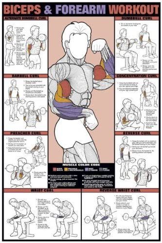 Amazon.com : Biceps & Forearm Workout 24" X 36" Laminated Chart : Fitness Charts And Planners : Sports & Outdoors Fitness Chart, Workout Gym Routine, Forearm Workout, Gym Workout Planner, Gym Antrenmanları, Training Fitness Gym, Gym Workout Chart, Gym Workouts For Men, Workout Posters