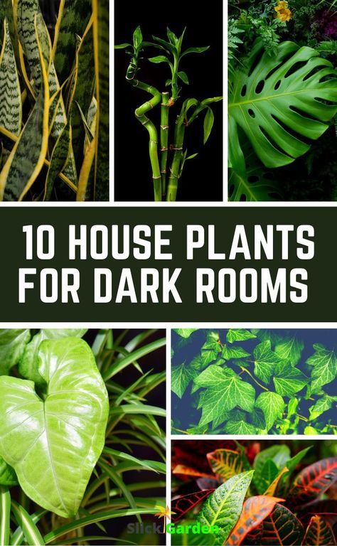 10 house plants for dark rooms. This plant can easily grow in the basement. It can propagate in the room where it receives little light. This plant can easily grow with minimum light and water. Plants That Grow Indoors With No Light, Plants In Dark Spaces, Plants That Grow In Dark Rooms, Plants For Laundry Room, Dark Room Plants Houseplant, Indoor Plants For Dark Rooms, Plants That Grow In The Dark, Basement Plant Room, Plant Grow Room