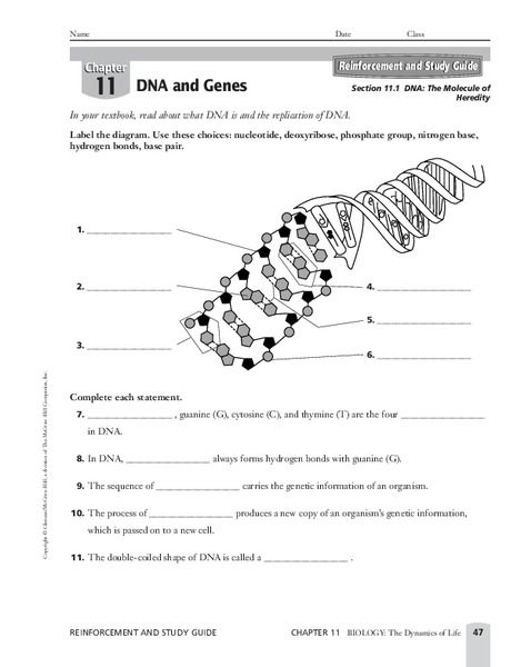 Dna Transcription And Translation, Dna Worksheet, Dna Activities, Dna And Genes, Dna Drawing, Metabolic Pathways, Dna Structure, Persuasive Writing Prompts, Coreldraw Design