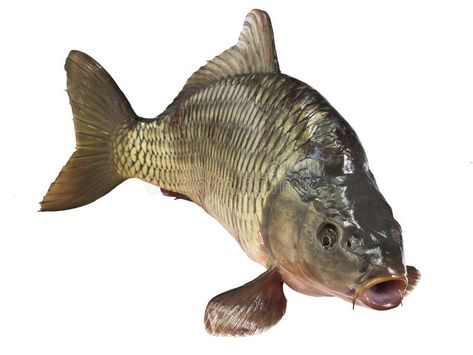 Fish Reference Photo, Fish Reference, Common Carp, Fish Underwater, Carp Fish, Buddha Art Painting, Background Gold, Bowfishing, Human Anatomy Art