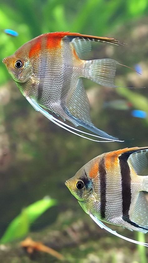 Ikan Air Tawar, Tropical Fish Aquarium, Tropical Aquarium, Salt Water Fish, Freshwater Aquarium Fish, Cool Fish, Fishing Pictures, Beautiful Sea Creatures, Pet Fish