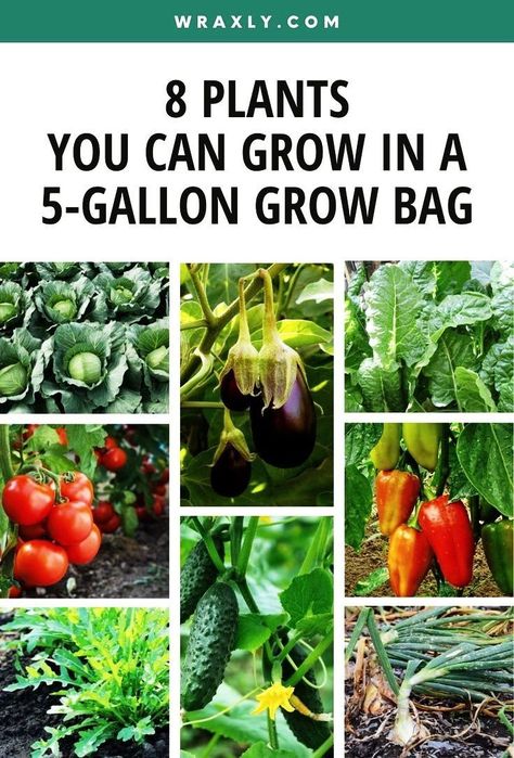 Best Container Plants, Diy Grow Bags, Garden Escape, Bucket Gardening, Plant Bags, Container Vegetables, Garden Bags, Planting Ideas, Growing Veggies