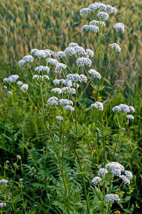 Aspecte general de la valeriana (Valeriana officinalis) Valerian Flower, Valeriana Officinalis, Wet Spot, Cat Urine, Valerian Root, Valerian, Tea Garden, Growing Seeds, Herb Seeds