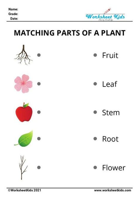 Worksheets on plant parts we can eat and their functions in this printable PDF and fun activities for kids who studying in kindergarten and grade 1. Free activity worksheets on plant parts and their functions helps kids to understand the parts of a plant easily. All these worksheets are free to download. coloring and diagram, matching, crossword puzzle, missing letters, jumbled or unscramble words, word search puzzle and multiple choice questions. Parts Of The Plants Worksheets For Kindergarten, Lkg Science Worksheets, Science Worksheets For Class 1, Evs For Kindergarten, Plant Worksheets For Kindergarten, Kg Science Worksheet, Parts Of A Plant Worksheet 2nd Grade, Part Of Plant Worksheet, Ukg Evs Worksheets Activities