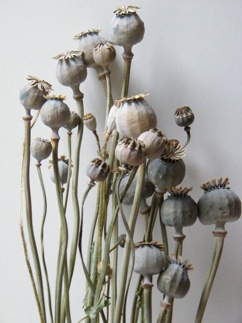 Poppy Seed Pods, Botanical Photography, Poppy Pods, Seed Heads, Seed Pod, Garden Pottery, Flower Arranging, Poppy Seed, Seed Pods