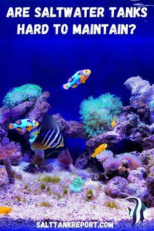 Are Saltwater Tanks Hard To Maintain? (This Might Surprise You) – Salt Tank Report Small Saltwater Tank, Saltwater Tank Setup, Saltwater Aquarium Beginner, Seahorse Aquarium, Saltwater Aquarium Setup, Nano Reef Tank, Ocean Plants, Saltwater Aquarium Fish, Coral Reef Aquarium