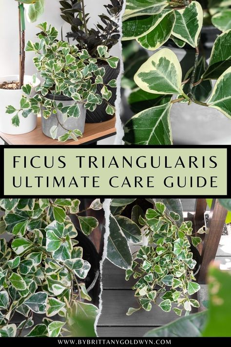 Learn all about ficus triangularis variegata care! This gorgeous dwarf fig tree will make the perfect addition to your houseplant collection. Ficus Triangularis Variegata, Ficus Tree Indoor, Fig Plants, Ficus Triangularis, Variegated Ficus, Inside House Plants, Houseplant Collection, Weeping Fig, Fig Plant