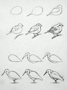 Drawing Tut, Bird Sketch, Pencil Art Drawings, Bird Drawings, Drawing Lessons, School Art, Art Drawings Simple, Drawing Techniques, Art Drawings Sketches