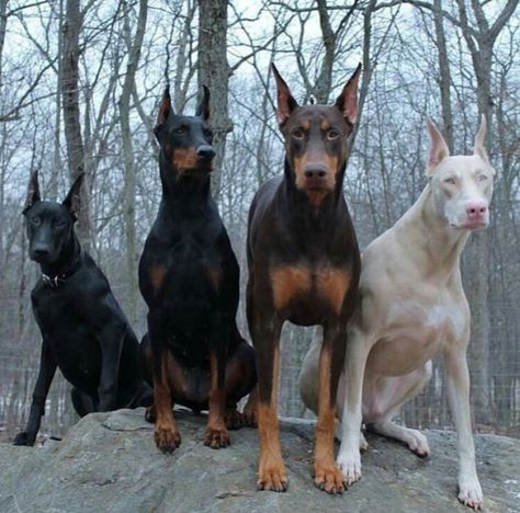 Dovermans Anjing Doberman, Perro Doberman Pinscher, Söpö Kissa, Albino Animals, Psy I Szczenięta, Doberman Dogs, Funny Dog Memes, Animal Facts, Doberman Pinscher