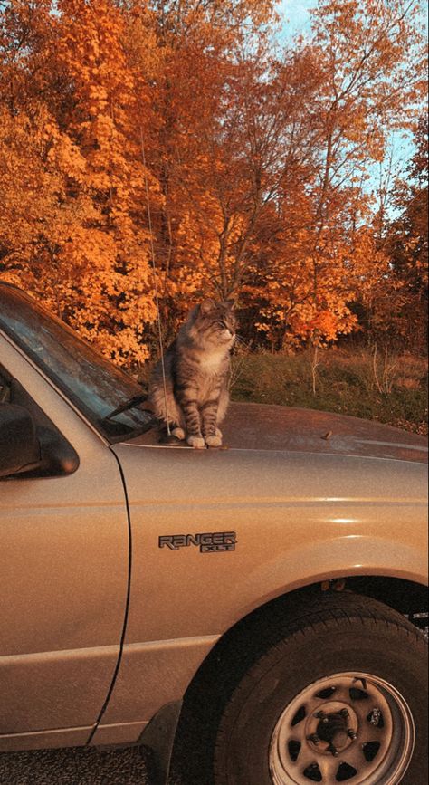 Cat Autumn Wallpaper, My Fall Aesthetic, Autumn Aesthetic Photos, Fall Mood Aesthetic, Cat Fall Wallpaper, Retro Fall Aesthetic, Autumn Cat Aesthetic, Fall Cat Aesthetic, Cat Fall Aesthetic