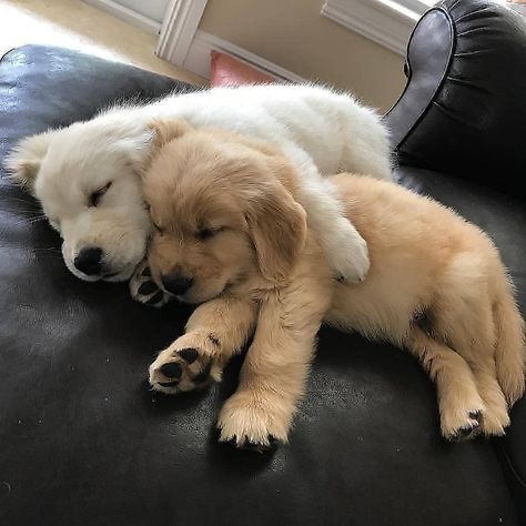 Dog Sleeping, Super Cute Puppies, 강아지 그림, Baby Animals Pictures, Cute Little Puppies, Retriever Puppy, Baby Puppies, Cute Dogs And Puppies