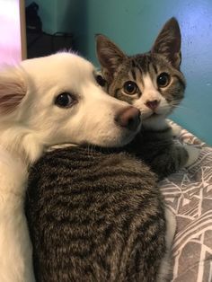 Tumblr, Dog Cat Pictures, Dog Best Friend, Puppies And Kitties, Animals Friendship, Cat And Dog, Cat Aesthetic, Dog And Cat, Dog Drawing