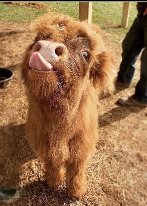 Cute Fluffy Cow, Cow Fluffy, Cute Animals Drawings, Fluffy Cow, Cow Cute, Strange Animals, Animals Forest, Fluffy Cows, Art Pretty