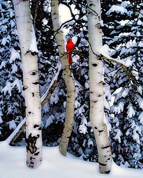 Winter Songs, Winter Szenen, Snow Covered Trees, I Love Winter, Birch Trees, Red Bird, Bird Tree, Winter Magic, Red Cardinal