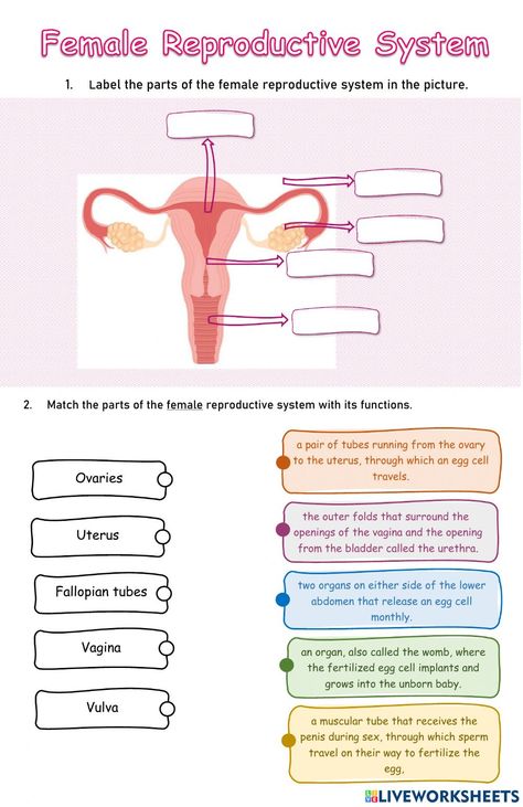 Female Reproductive System Notes, Female Reproductive System Functions, Reproductive System Activities, Male And Female Reproductive System, Womens Reproductive Anatomy, Reproductive System Worksheet, Energy Quiz, Male Reproductive System, The Female Reproductive System