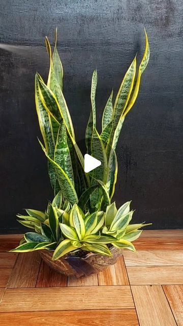 Snake Plants Decor, Garden In Living Room, Garden Plants Ideas, Suculentas Ideas, Snake Plant Decor, Plants Living Room, Plant Centerpieces, Orchid Flower Arrangements, Growing Fruit Trees