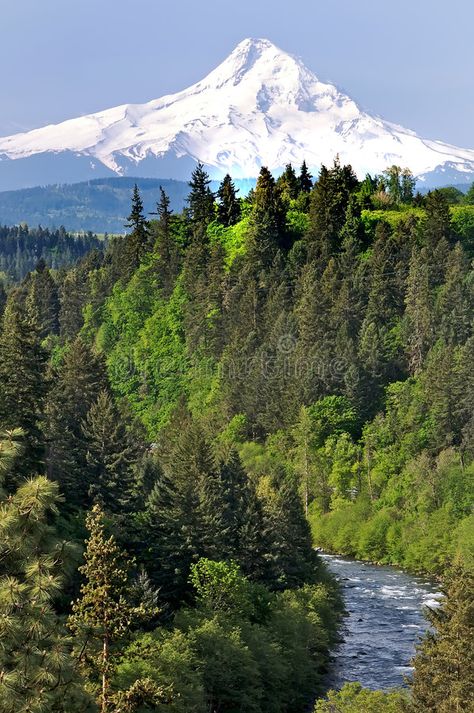 Mount Hood with River in Foreground. Mt. Hood, Oregon, with a river running in t , #Sponsored, #River, #Foreground, #Mount, #Hood, #Mt #ad Nature, Usa Vacations, Mount Hood National Forest, Oregon Mountains, Mt Hood Oregon, Landscape Tattoo, Forest Scenery, Mount Hood, Hood River